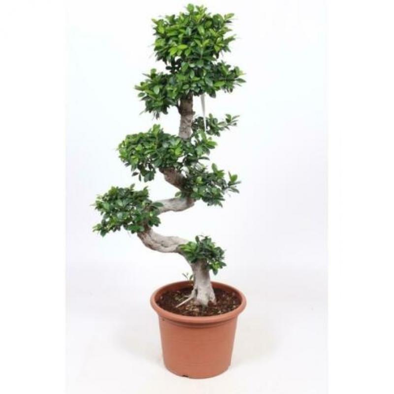 Ficus Microcarpa 'ginseng' - Bonsai 365-375cm art30987
