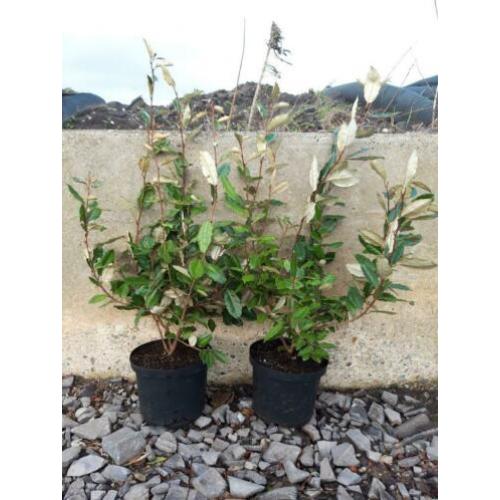 Eleagnus ebbingei, groenblijvende olijfwilg zilver blad