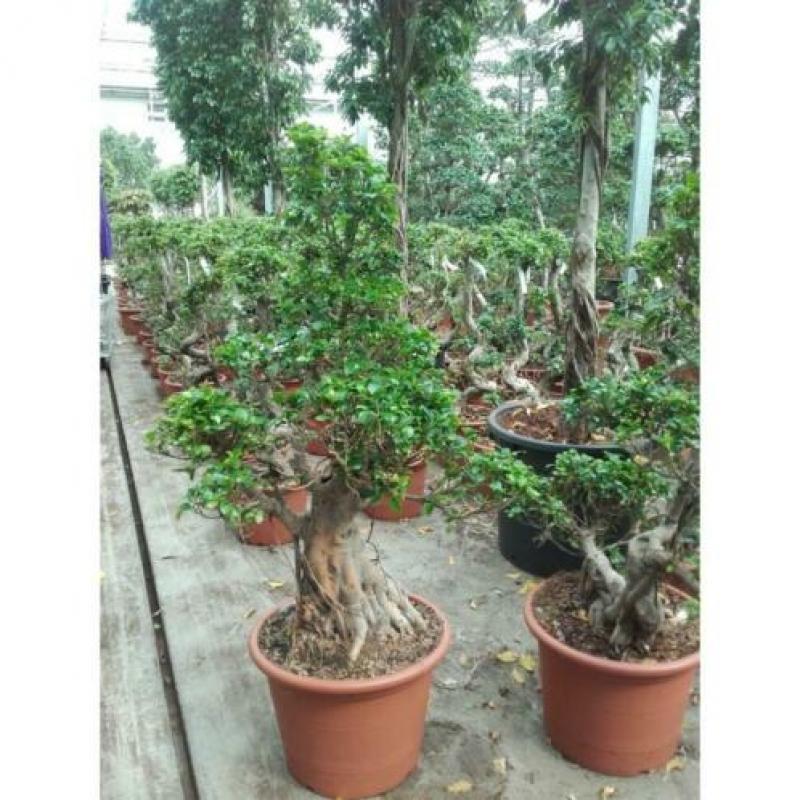 Ficus Microcarpa 'ginseng' - Bonsai 365-375cm art30987