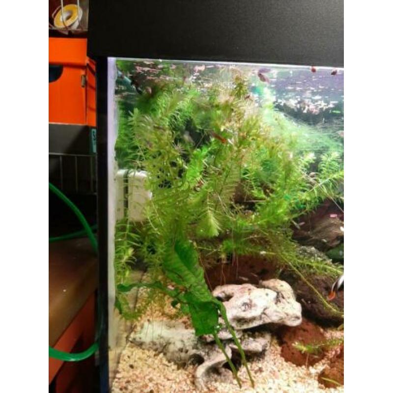 Juwel aqaurium 1m
