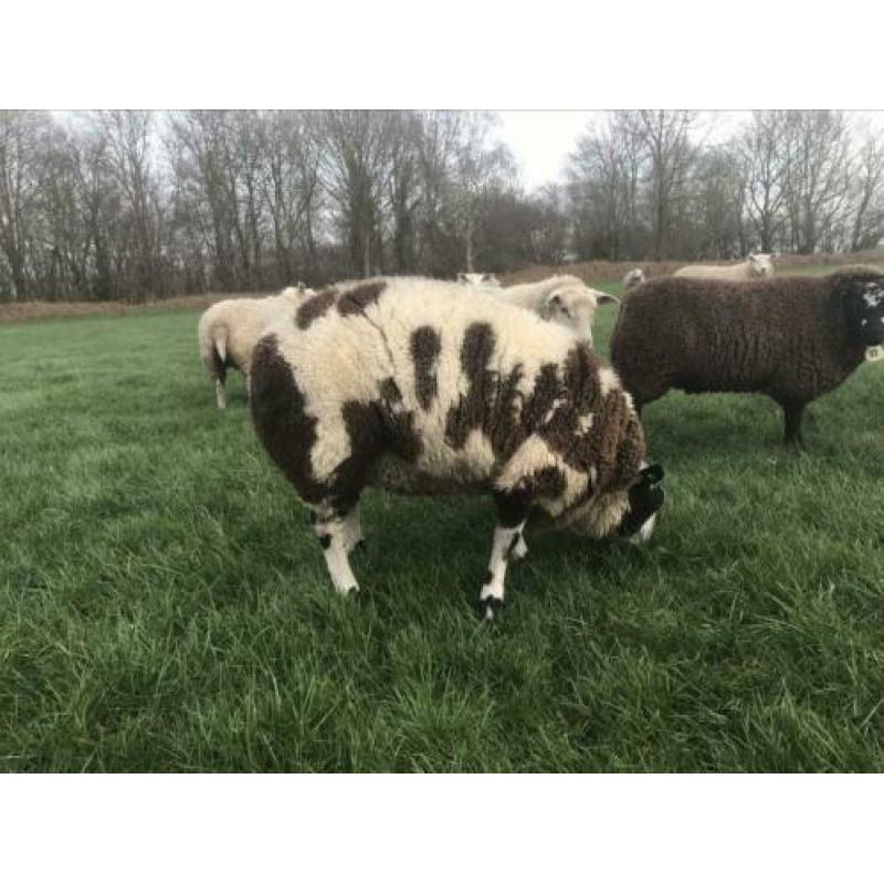 Bonte dekram te koop