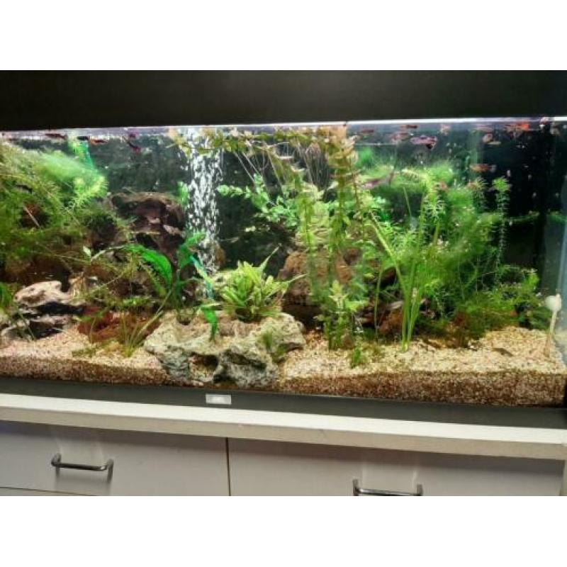Juwel aqaurium 1m