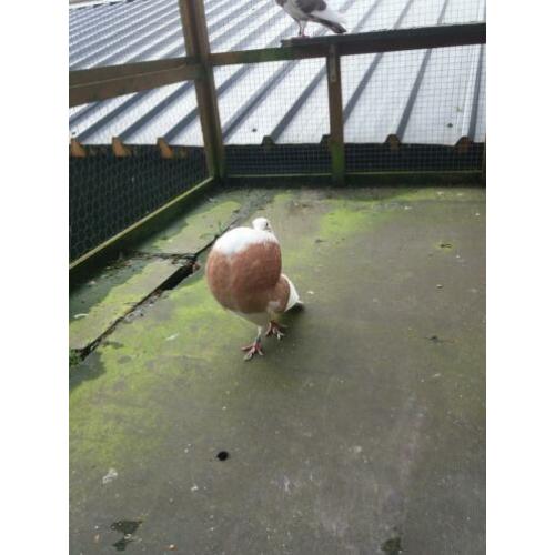 Geelbonte doffer