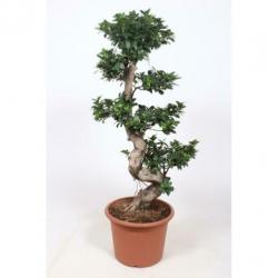 Ficus Microcarpa 'ginseng' - Bonsai 365-375cm art30987