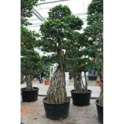 Ficus Microcarpa 'ginseng' - Bonsai 365-375cm art30987