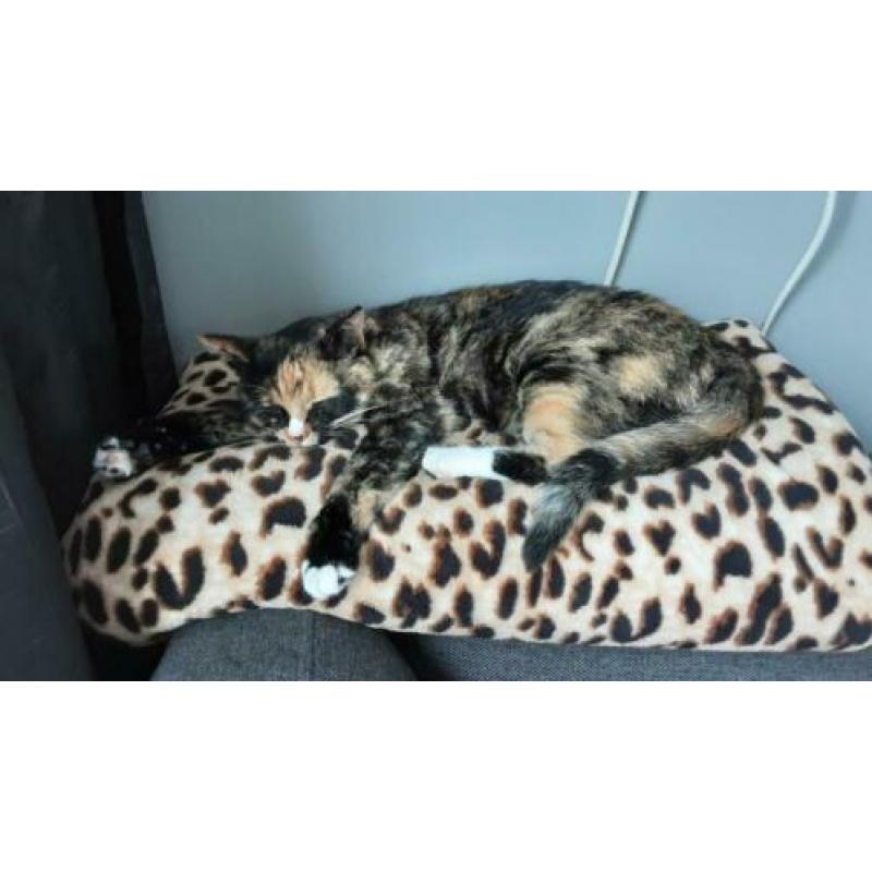 Lieve sociale eigenwijze knuffelige poes van 3,5 jaar