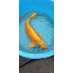 Platinum ogon 70 cm