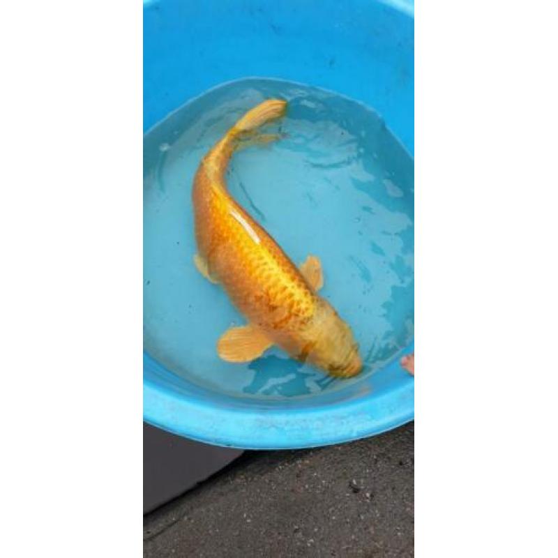 Platinum ogon 70 cm