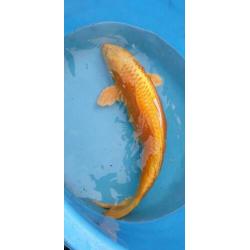 Platinum ogon 70 cm
