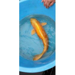 Platinum ogon 70 cm