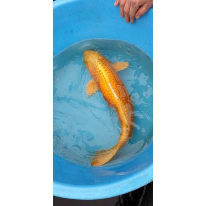 Platinum ogon 70 cm