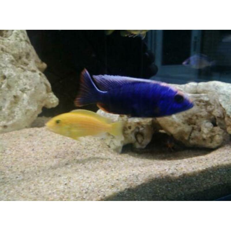 Malawi cichlide sciaenochromis fryeri iceberg purple