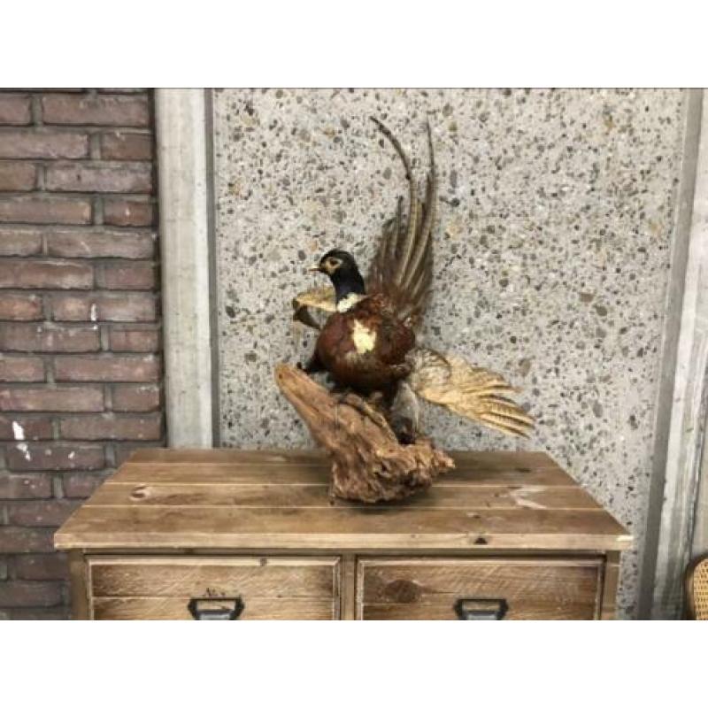 Opgezette Vogel - Fazant op stuk hout
