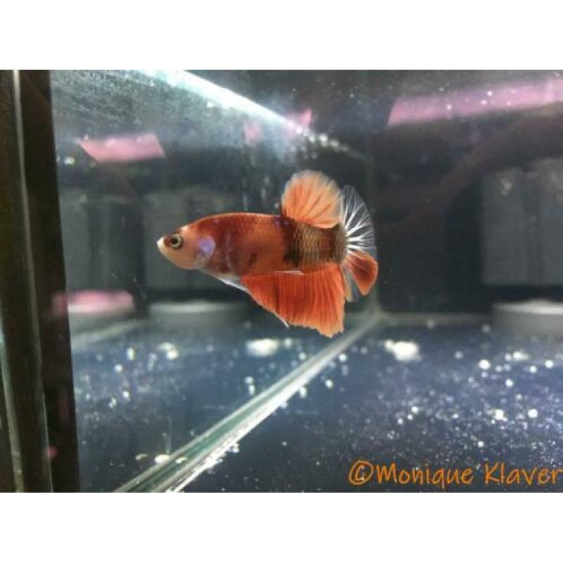 Betta koi HMPK male!