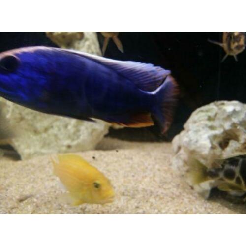 Malawi cichlide sciaenochromis fryeri iceberg purple