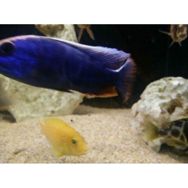 Malawi cichlide sciaenochromis fryeri iceberg purple