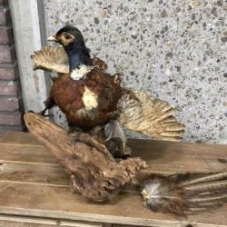 Opgezette Vogel - Fazant op stuk hout