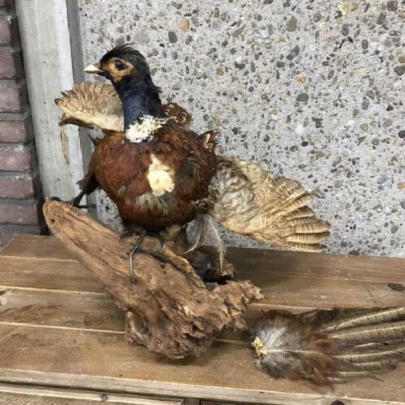 Opgezette Vogel - Fazant op stuk hout