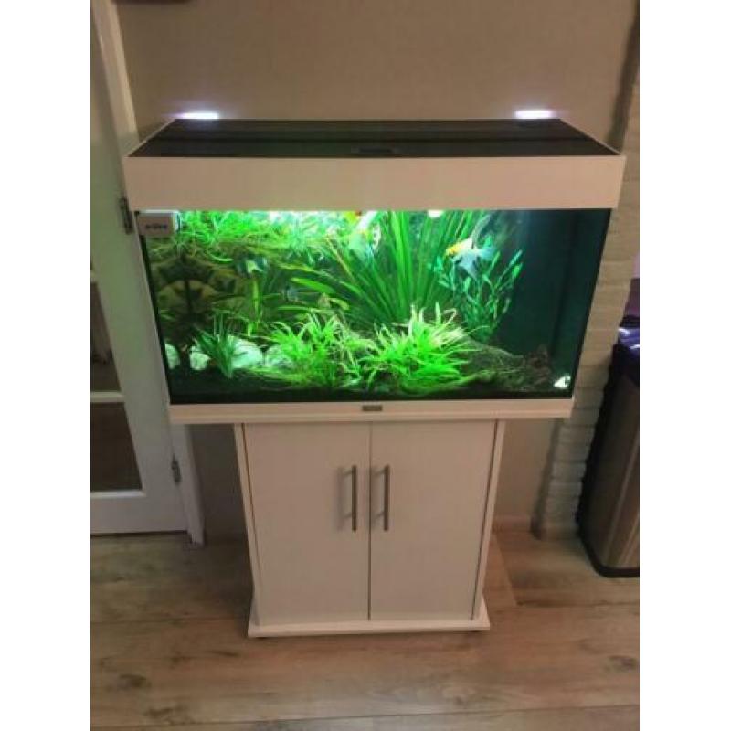Juwel 125 aquarium wit met onderkast