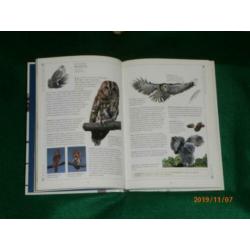 Vogels over de vloer, Robert Burton