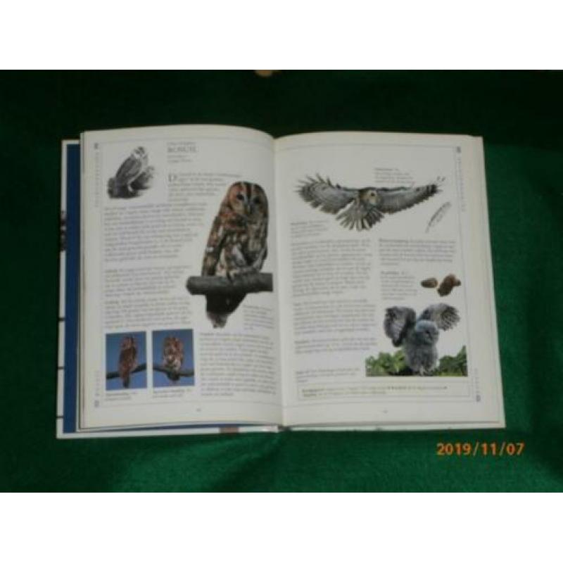 Vogels over de vloer, Robert Burton