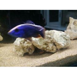 Malawi cichlide sciaenochromis fryeri iceberg purple