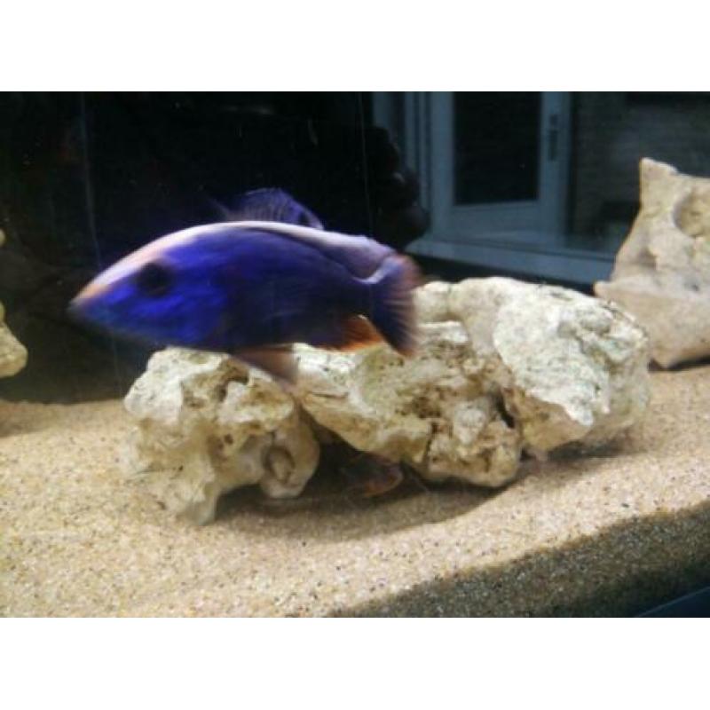 Malawi cichlide sciaenochromis fryeri iceberg purple