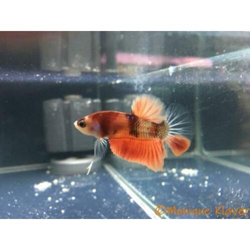 Betta koi HMPK male!