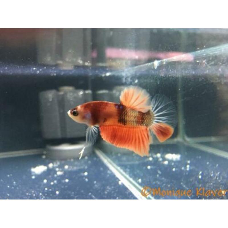 Betta koi HMPK male!