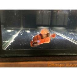 Betta koi HMPK male!