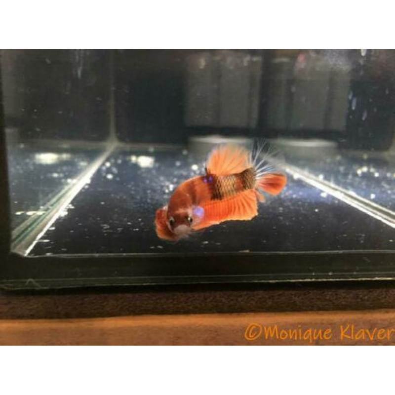 Betta koi HMPK male!