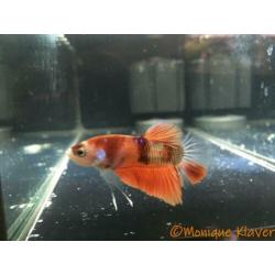 Betta koi HMPK male!