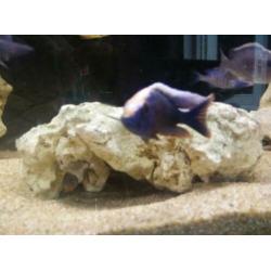 Malawi cichlide sciaenochromis fryeri iceberg purple
