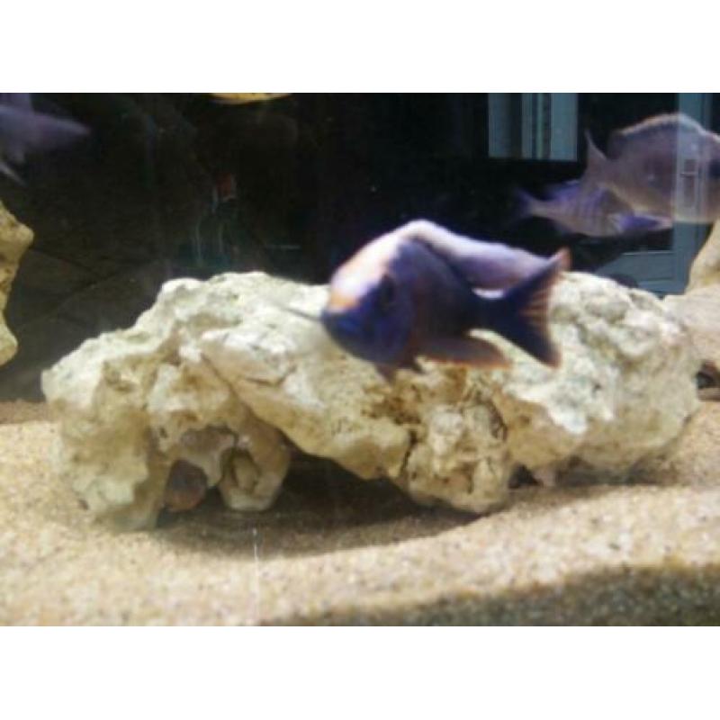 Malawi cichlide sciaenochromis fryeri iceberg purple