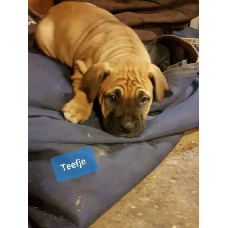 Mooie Boer Boel pups
