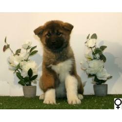 Akita Inu pups