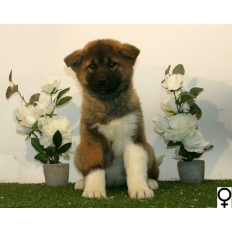 Akita Inu pups