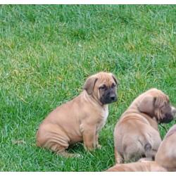 Mooie Boer Boel pups