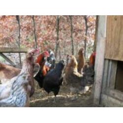 MaransKippen,Araucana,Barnevelder,Amrock,Leghorn,NHBlauwe