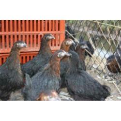 MaransKippen,Araucana,Barnevelder,Amrock,Leghorn,NHBlauwe