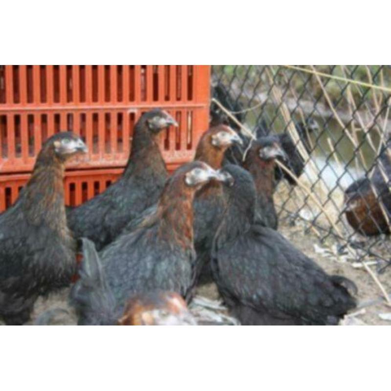 MaransKippen,Araucana,Barnevelder,Amrock,Leghorn,NHBlauwe