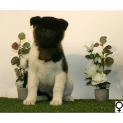 Akita Inu pups