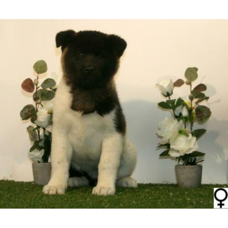 Akita Inu pups