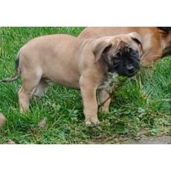 Mooie Boer Boel pups