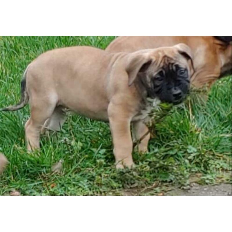 Mooie Boer Boel pups