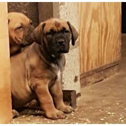 Mooie Boer Boel pups