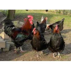 MaransKippen,Araucana,Barnevelder,Amrock,Leghorn,NHBlauwe