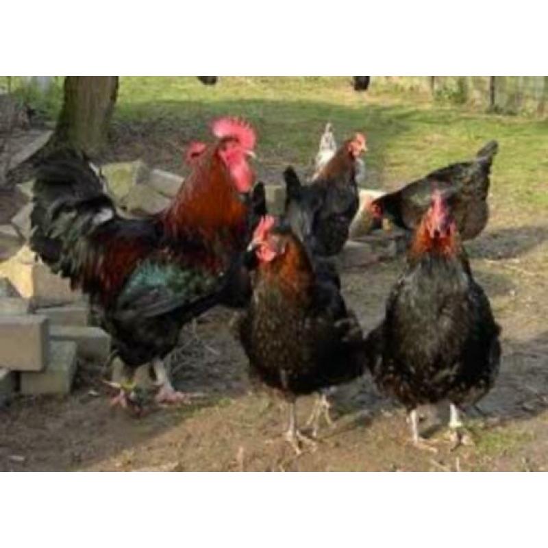 MaransKippen,Araucana,Barnevelder,Amrock,Leghorn,NHBlauwe