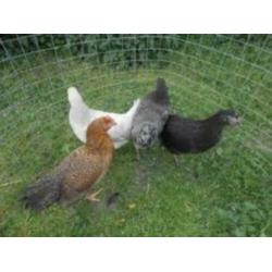 MaransKippen,Araucana,Barnevelder,Amrock,Leghorn,NHBlauwe