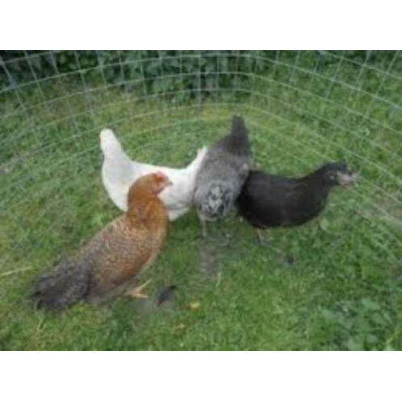 MaransKippen,Araucana,Barnevelder,Amrock,Leghorn,NHBlauwe